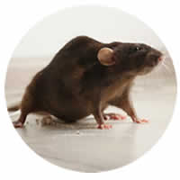 Rodent Control