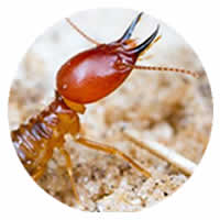 Termite Control
