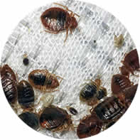 Bed-bug Control